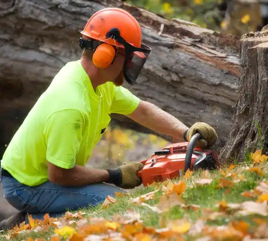 tree services Dover Beaches North